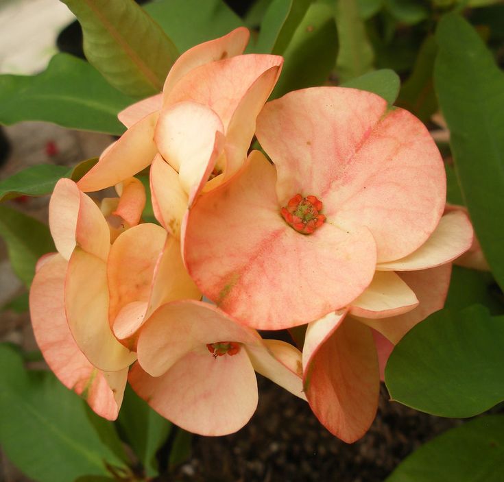 Pale Pink Euphorbia Milii Flower seeds for Planting Fragrant Blossoms Heirloom & GMO Free Seeds for Home Garden 
 
 Sale seeds for home garden planting