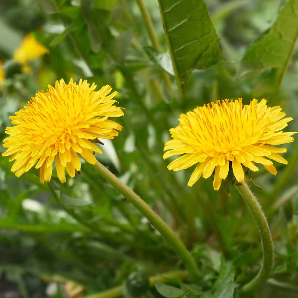 Taraxacum Flower seeds for Planting Cottage Garden Essential Heirloom & GMO Free Seeds for Home Garden 
 
 Sale seeds for home garden planting