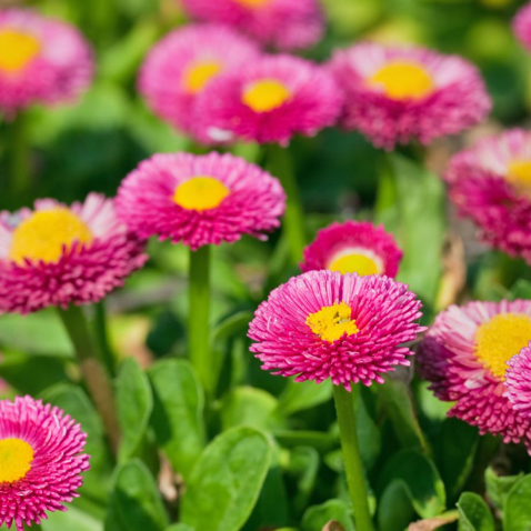 Pink Bellis Flower seeds for Planting Premium Quality Heirloom & GMO Free Seeds for Home Garden
 
 Sale seeds for home garden planting