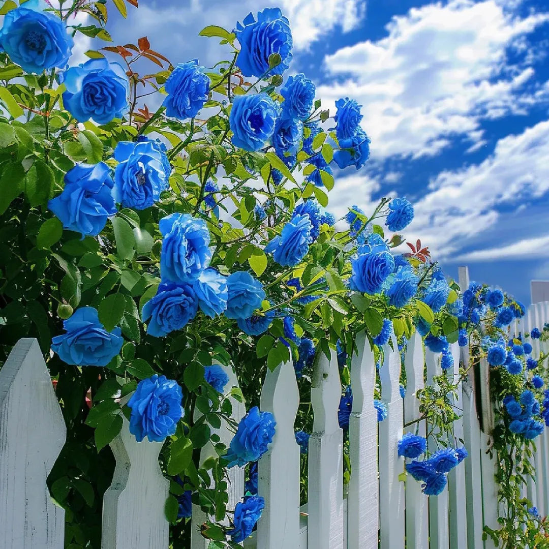 Sky Blue Climbing Rose Flower seeds for Planting - Long Bloom Season, Heirloom & GMO Free Seeds for Home Garden
 
 Sale seeds for planting in home garden
