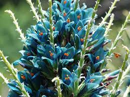 Blue Puya Venusta Flower seeds for Planting - Pollinator Friendly, Heirloom & GMO Free Seeds for Home Garden
 
 Sale seeds for planting in home garden