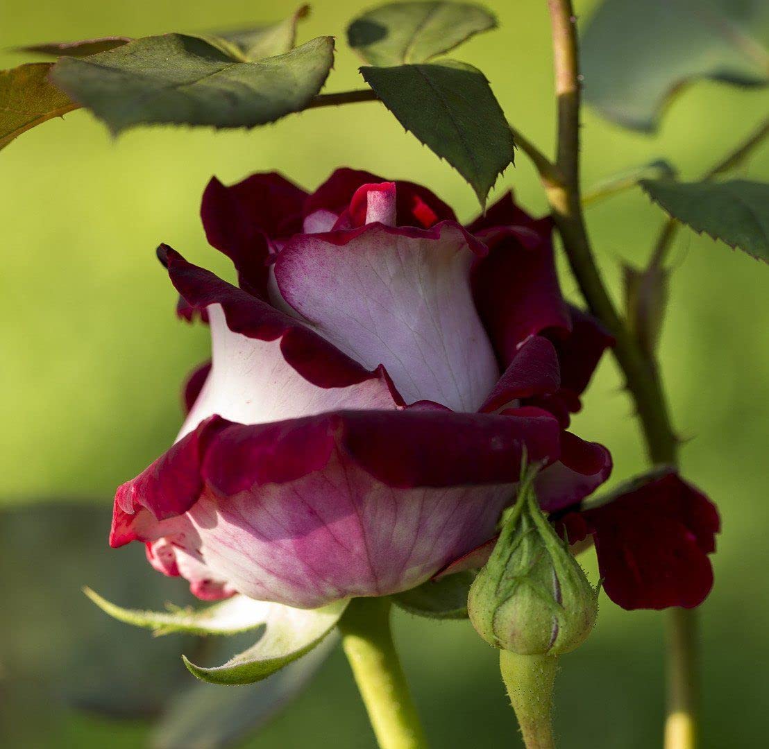 Marron White Rose Flower seeds for Planting - Vibrant Colors, Heirloom & GMO Free Seeds for Home Garden
 
 Sale for planting in home garden