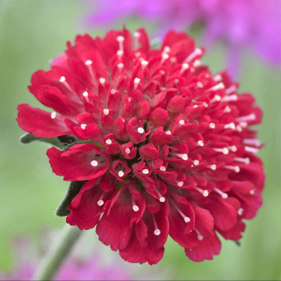 Red Macedonica Flower seeds for Planting - Perfect for Borders, Heirloom & GMO Free Seeds for Home Garden
 
 Sale for planting in home garden