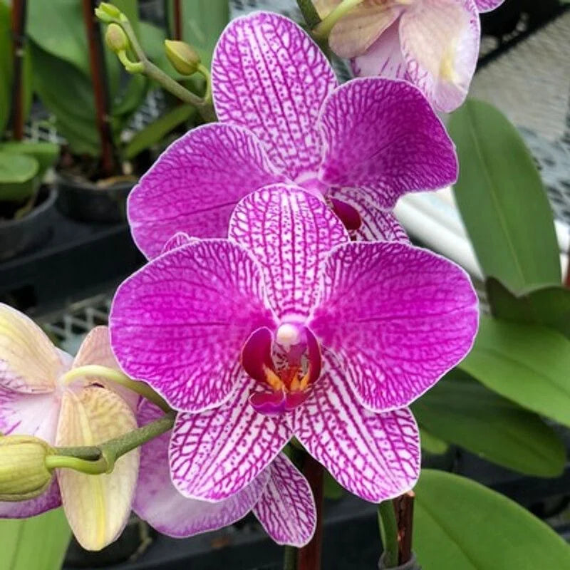 White Violet Phalaenopsis Orchid Flower seeds for Planting Low Maintenance Heirloom & GMO Free Seeds for Home Garden 
 
 Sale seeds for home garden planting
