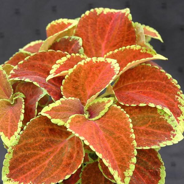 Coleus Orange & Green Flower seeds for Planting Compact Growth Heirloom & GMO Free Seeds for Home Garden 
 
 Sale seeds for home garden planting