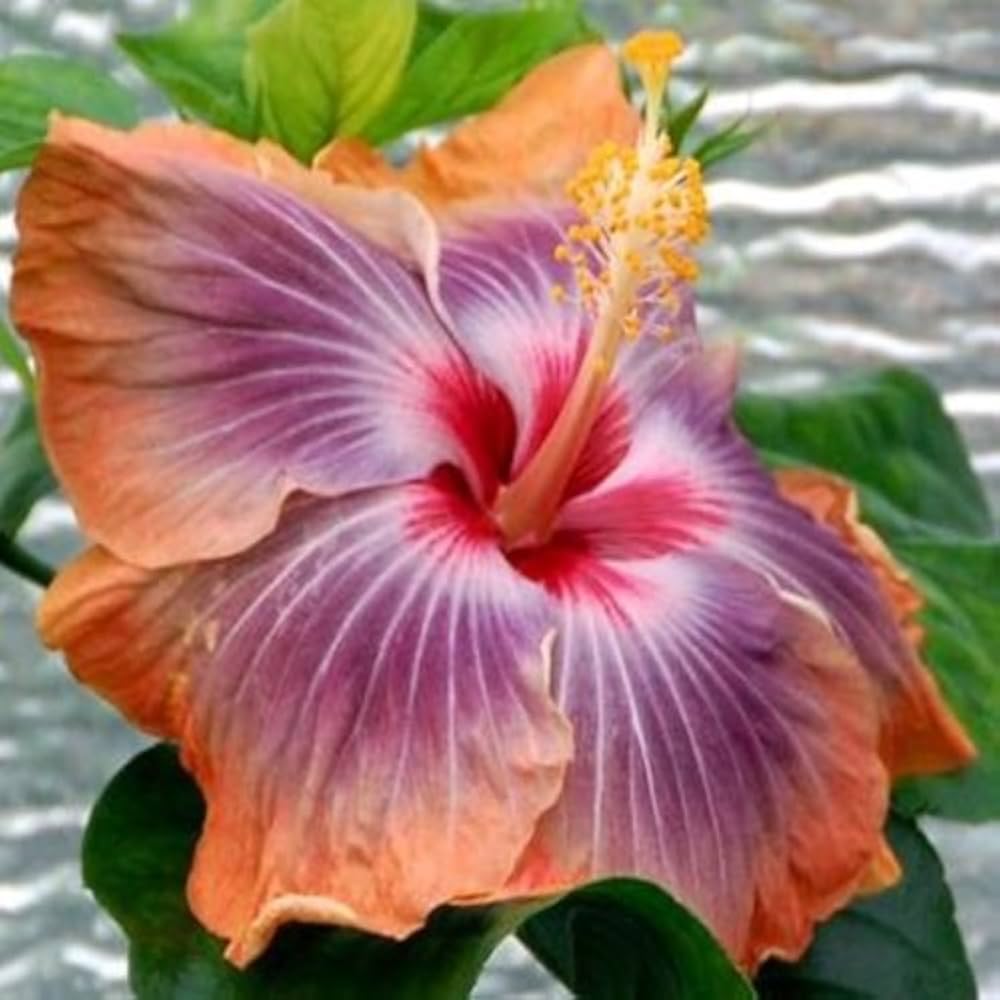 Purple Orange Hibiscus Flower seeds for Planting - Sun Loving, Heirloom & GMO Free Seeds for Home Garden
 
 Sale for planting in home garden