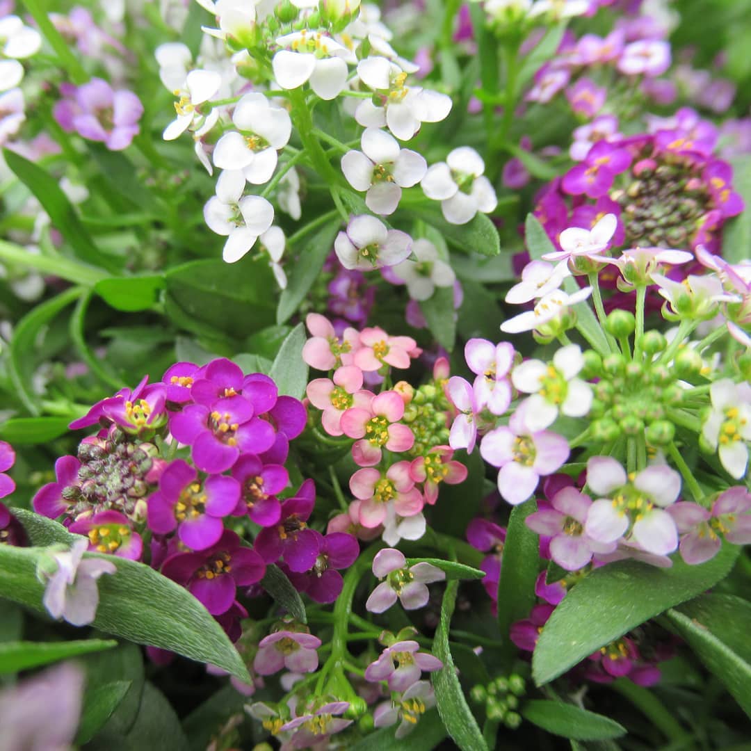 Mixed Lobularia Flower seeds for Planting Shade Tolerant Heirloom & GMO Free Seeds for Home Garden 
 
 Sale seeds for home garden planting