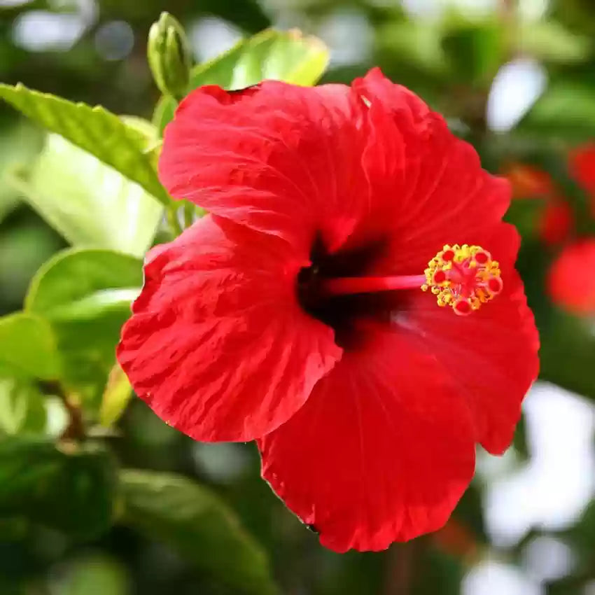 Red Hibiscus Flower seeds for Planting Vibrant Colors Heirloom & GMO Free Seeds for Home Garden
 
 Sale seeds for home garden planting