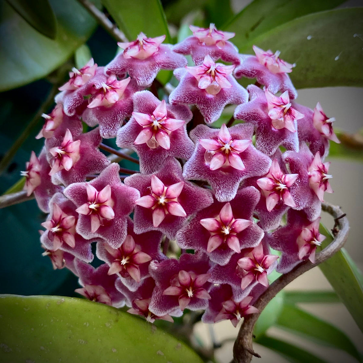 Maroon Hoya Flower seeds for Planting Hardy Variety Heirloom & GMO Free Seeds for Home Garden
 
 Sale seeds for home garden planting