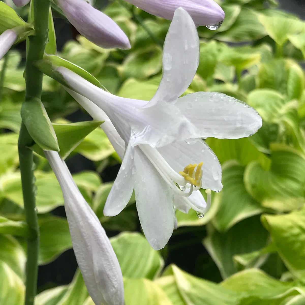 Hosta Flower seeds for Planting Vibrant Colors Heirloom & GMO Free Seeds for Home Garden 
 
 Sale for planting in home garden