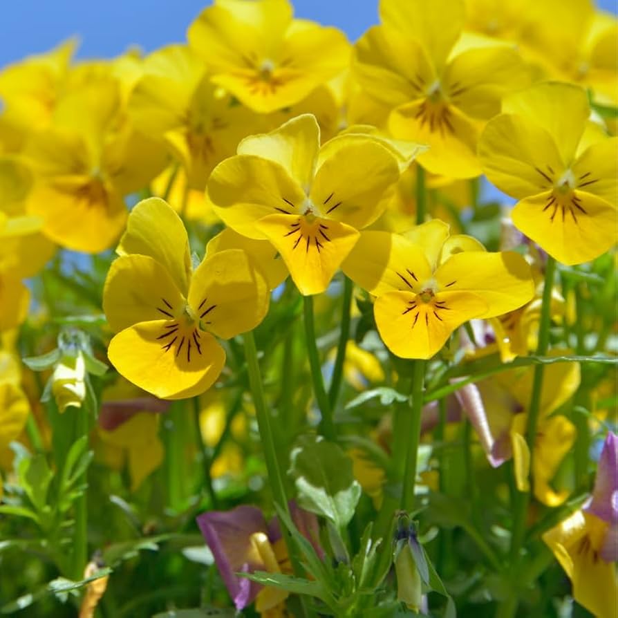 Velour Flower seeds for Planting Garden Favorite Heirloom & GMO Free Seeds for Home Garden 
 
 Sale seeds for home garden planting