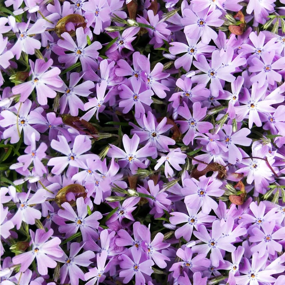 Lavender Linanthus Flower seeds for Planting - Vibrant Colors, Heirloom & GMO Free Seeds for Home Garden
 
 Sale seeds for home garden