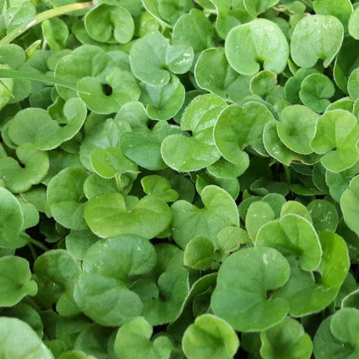Dichondra Flower seeds for Planting Vibrant Colors Heirloom & GMO Free Seeds for Home Garden 
 
 Sale seeds for home garden planting