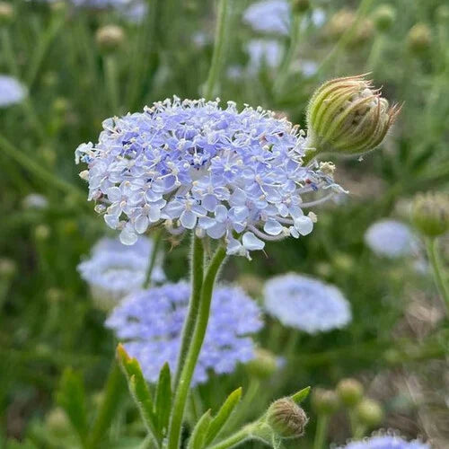 Blue Lace Flower seeds for Planting - Colorful Display, Heirloom & GMO Free Seeds for Home Garden
 
 Sale for planting in home garden