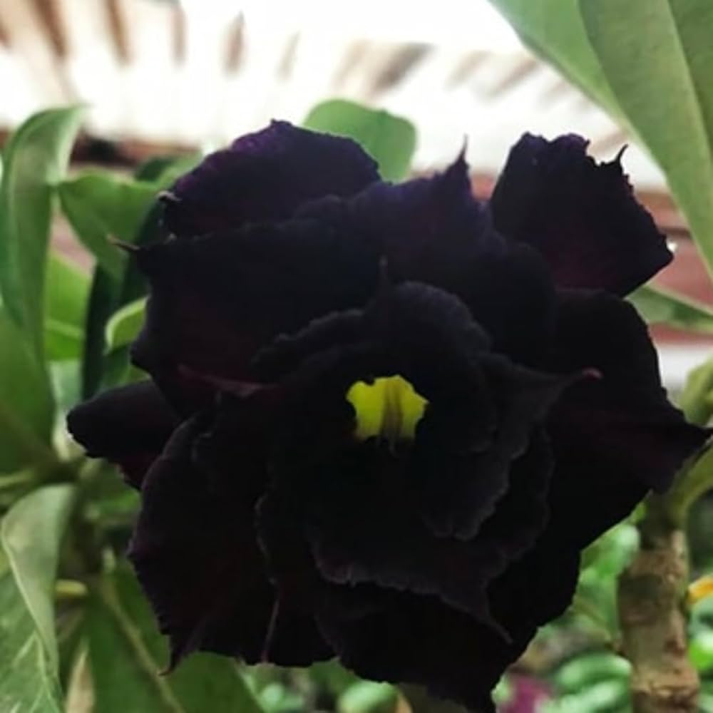 Black Adenium Flower seeds for Planting - Shade Tolerant, Heirloom & GMO Free Seeds for Home Garden
 
 Sale seeds for home garden