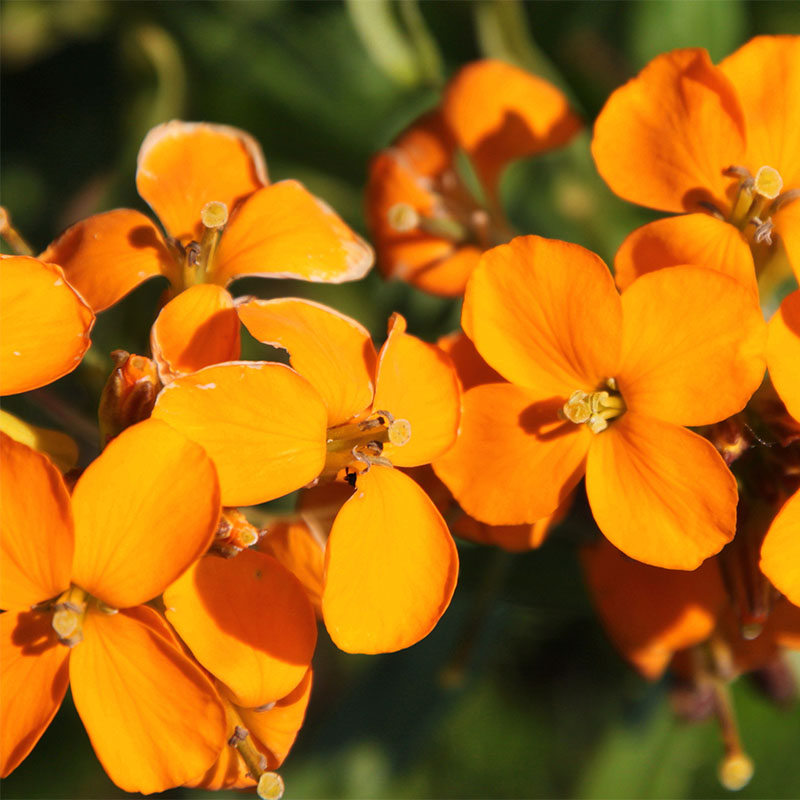 Erysimum Flower seeds for Planting Wildflower Mix Heirloom & GMO Free Seeds for Home Garden 
 
 Sale seeds for home garden planting