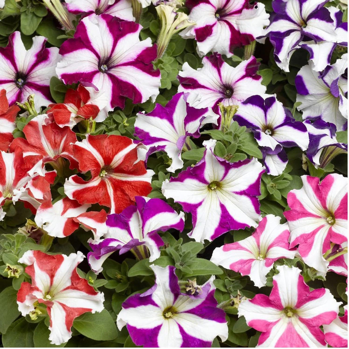 Mixed Pelleted Petunia Flower seeds for Planting Pollinator Friendly Heirloom & GMO Free Seeds for Home Garden 
 
 Sale seeds for home garden planting