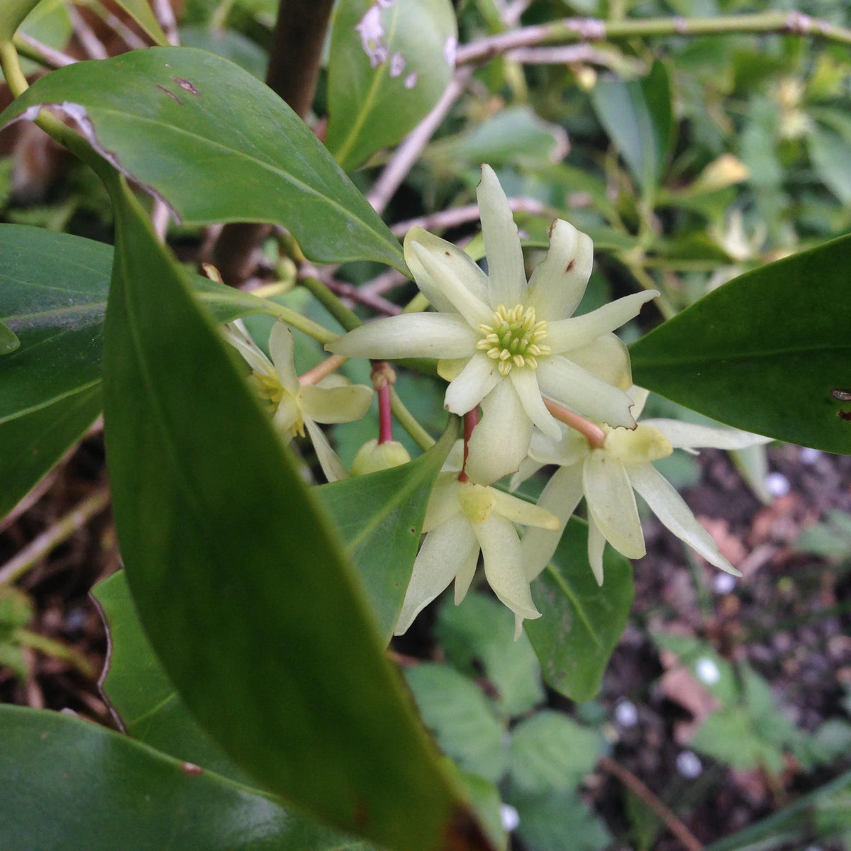 Illicium Verum Flower seeds for Planting Compact Growth Heirloom & GMO Free Seeds for Home Garden 
 
 Sale seeds for home garden planting