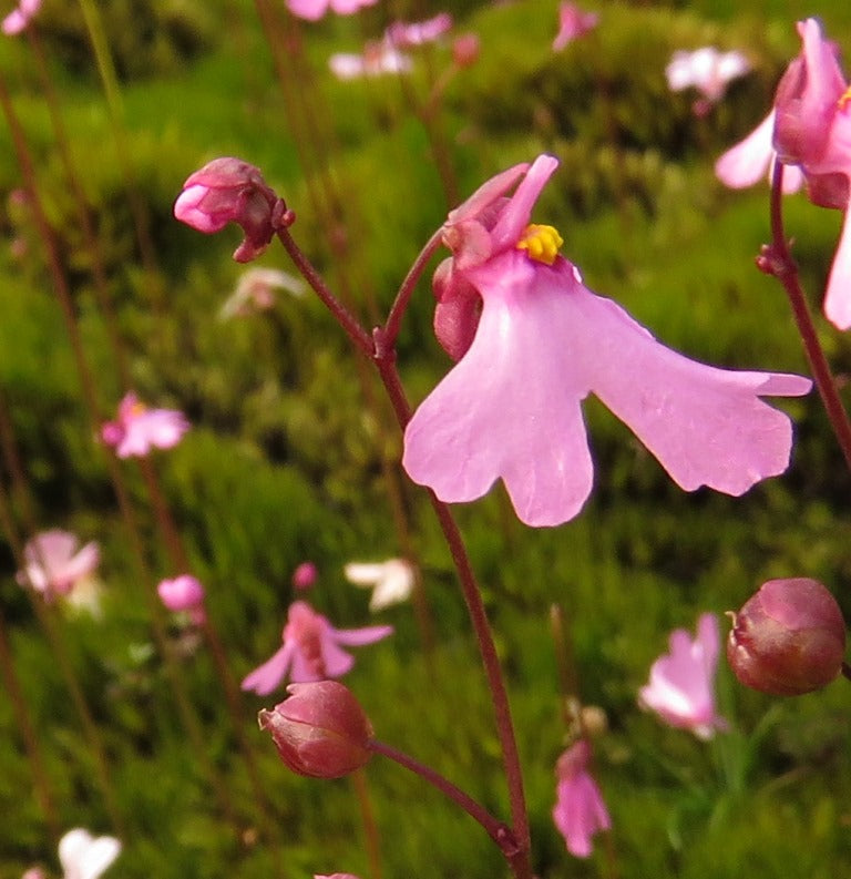 Pink Utricularia Flower seeds for Planting Hardy Variety Heirloom & GMO Free Seeds for Home Garden 
 
 Sale seeds for home garden planting