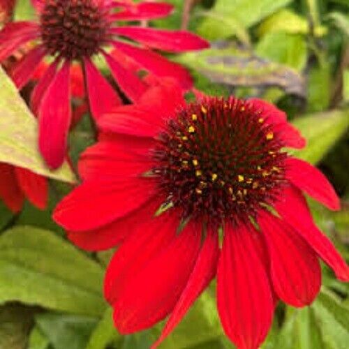 Cone Flower seeds for Planting Colorful Display Heirloom & GMO Free Seeds for Home Garden 
 
 Sale seeds for home garden planting