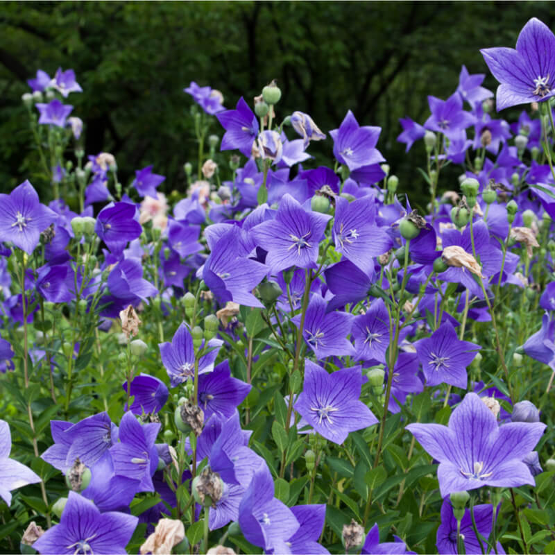 Patycodon Flower seeds for Planting Low Maintenance Heirloom & GMO Free Seeds for Home Garden
 
 Sale seeds for home garden planting