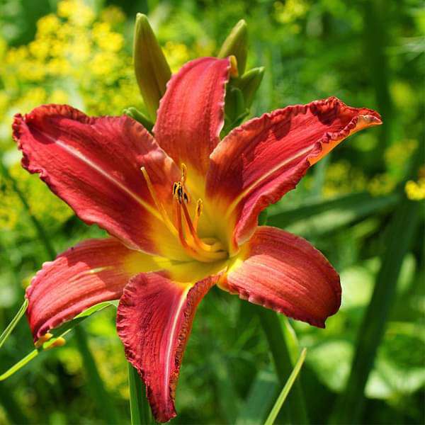 Hemerocallis Flower seeds for Planting Cottage Garden Essential Heirloom & GMO Free Seeds for Home Garden 
 
 Sale for planting in home garden