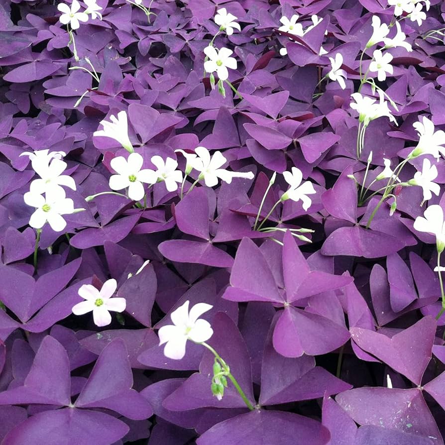 Oxalis Triangularis Flower seeds for Planting - Bright Blooms, Heirloom & GMO Free Seeds for Home Garden
 
 Sale for planting in home garden.