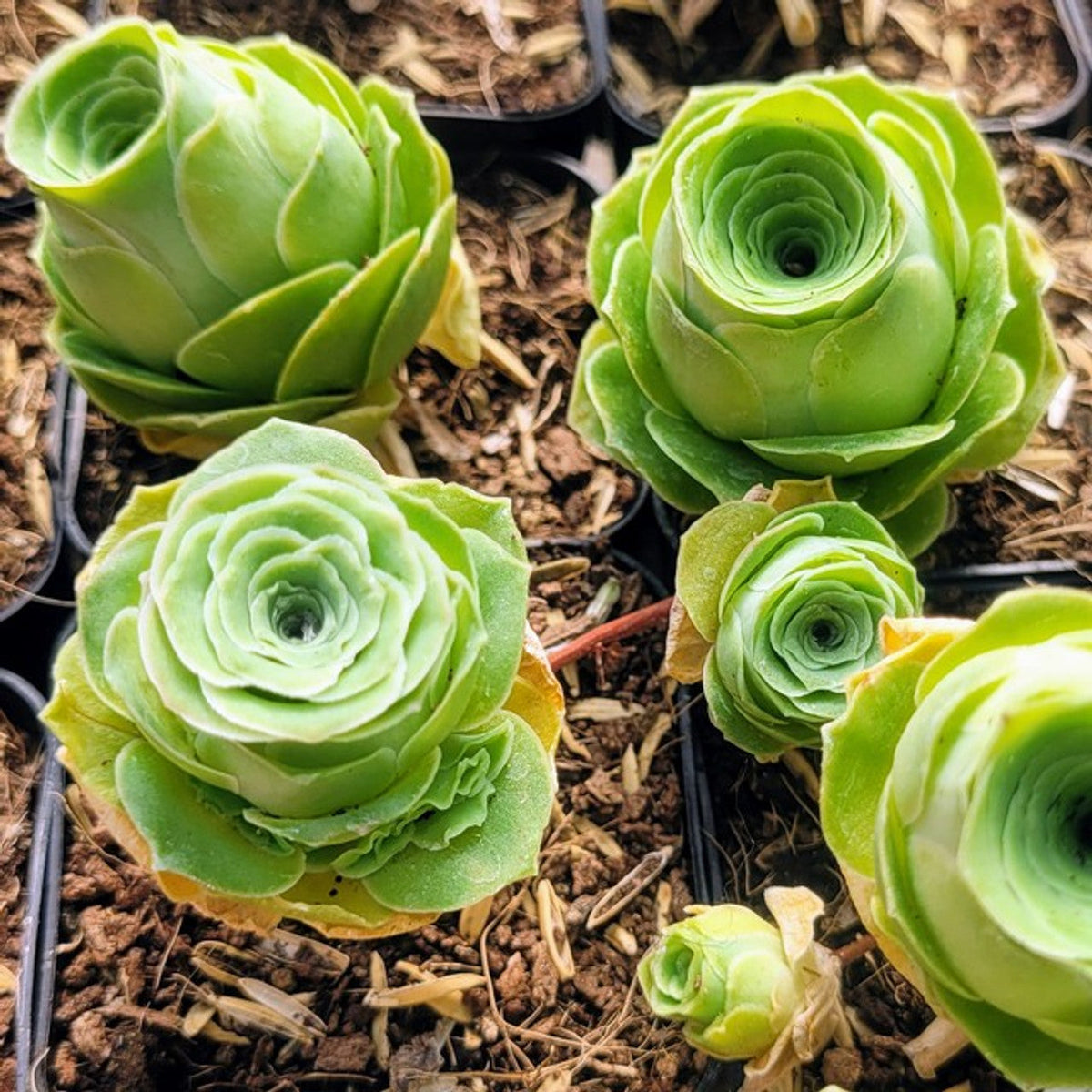 Aamish Succulent Flower seeds for Planting Easy to Grow Heirloom & GMO Free Seeds for Home Garden
Sale seeds for home garden planting