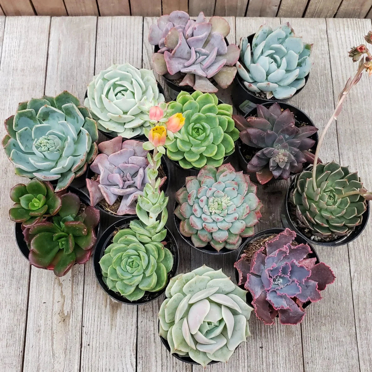 Mixed Echeveria Flower seeds for Planting Easy to Grow Heirloom & GMO Free Seeds for Home Garden 
 
 Sale seeds for home garden planting