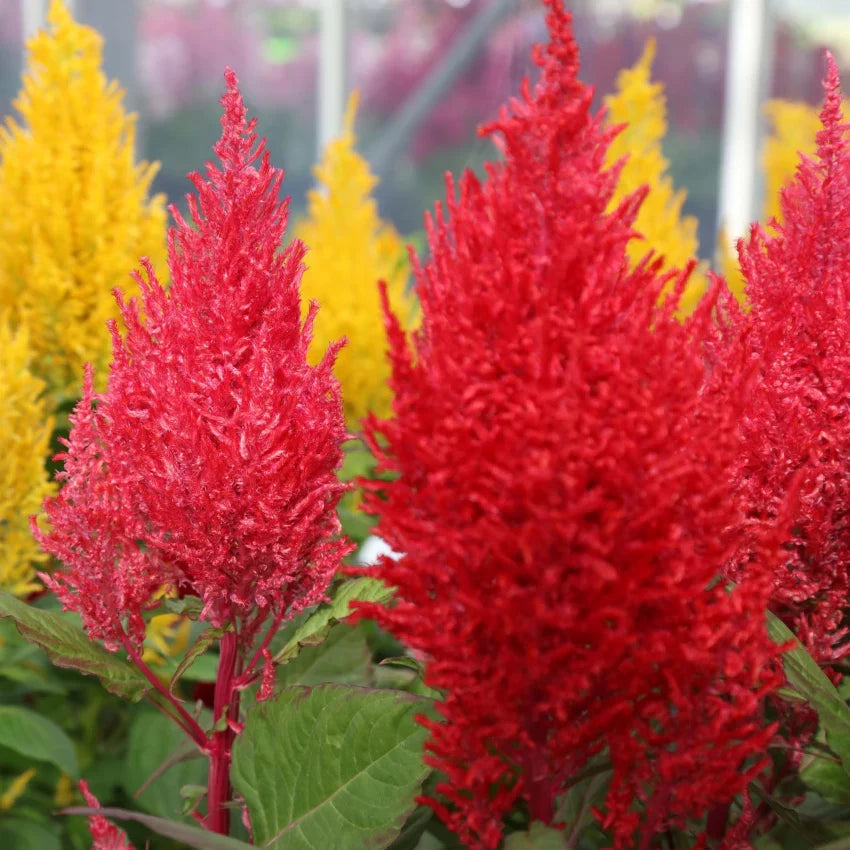 Mixed Celosia Argentea Flower seeds for Planting - Hardy Variety, Heirloom & GMO Free Seeds for Home Garden
 
 Sale seeds for planting in home garden
