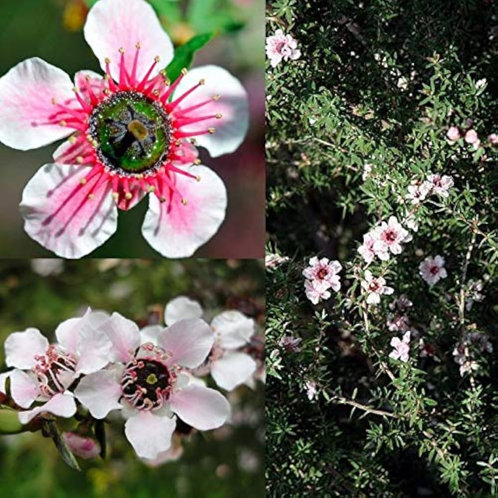 Manuka Flower seeds for Planting - Seasonal Bloomer, Heirloom & GMO Free Seeds for Home Garden
 
 Sale seeds for planting in home garden