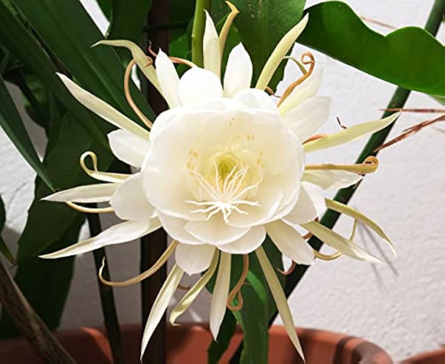 Epiphyllum Oxypetalum Flower seeds for Planting - Pollinator Friendly, Heirloom & GMO Free Seeds for Home Garden
 
 Sale seeds for planting in home garden