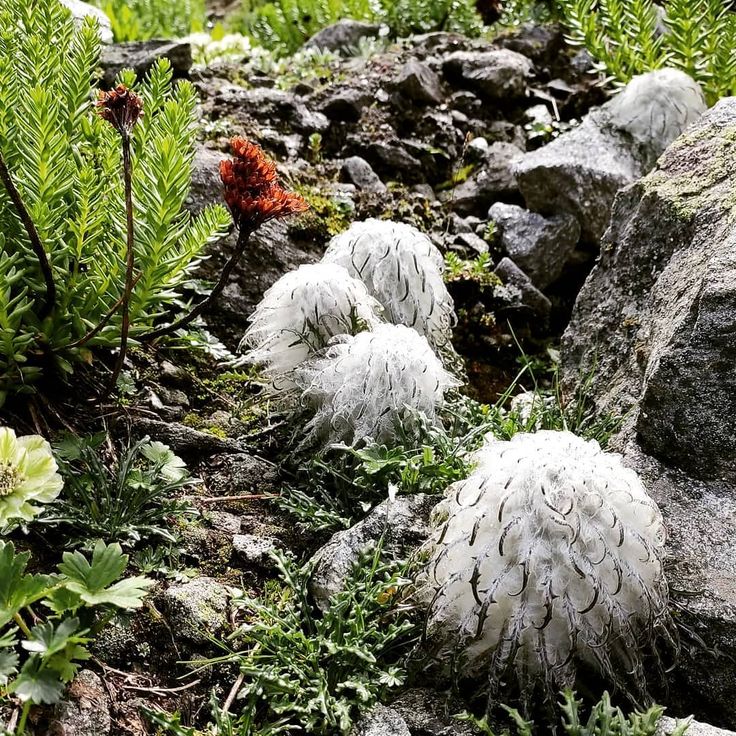 Saussurea Flower seeds for Planting Premium Quality Heirloom & GMO Free Seeds for Home Garden 
 
 Sale seeds for home garden planting