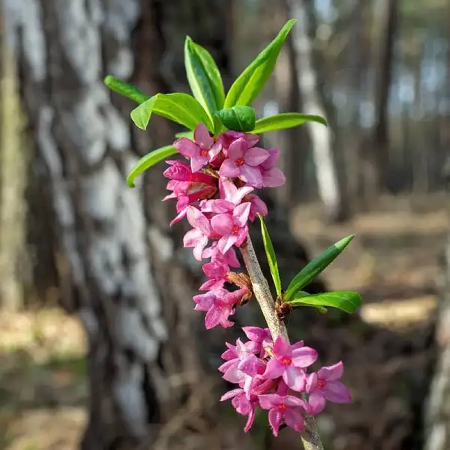 Pink Daphne Mezereum Flower seeds for Planting Bright Blooms Heirloom & GMO Free Seeds for Home Garden
 
 Sale seeds for home garden planting