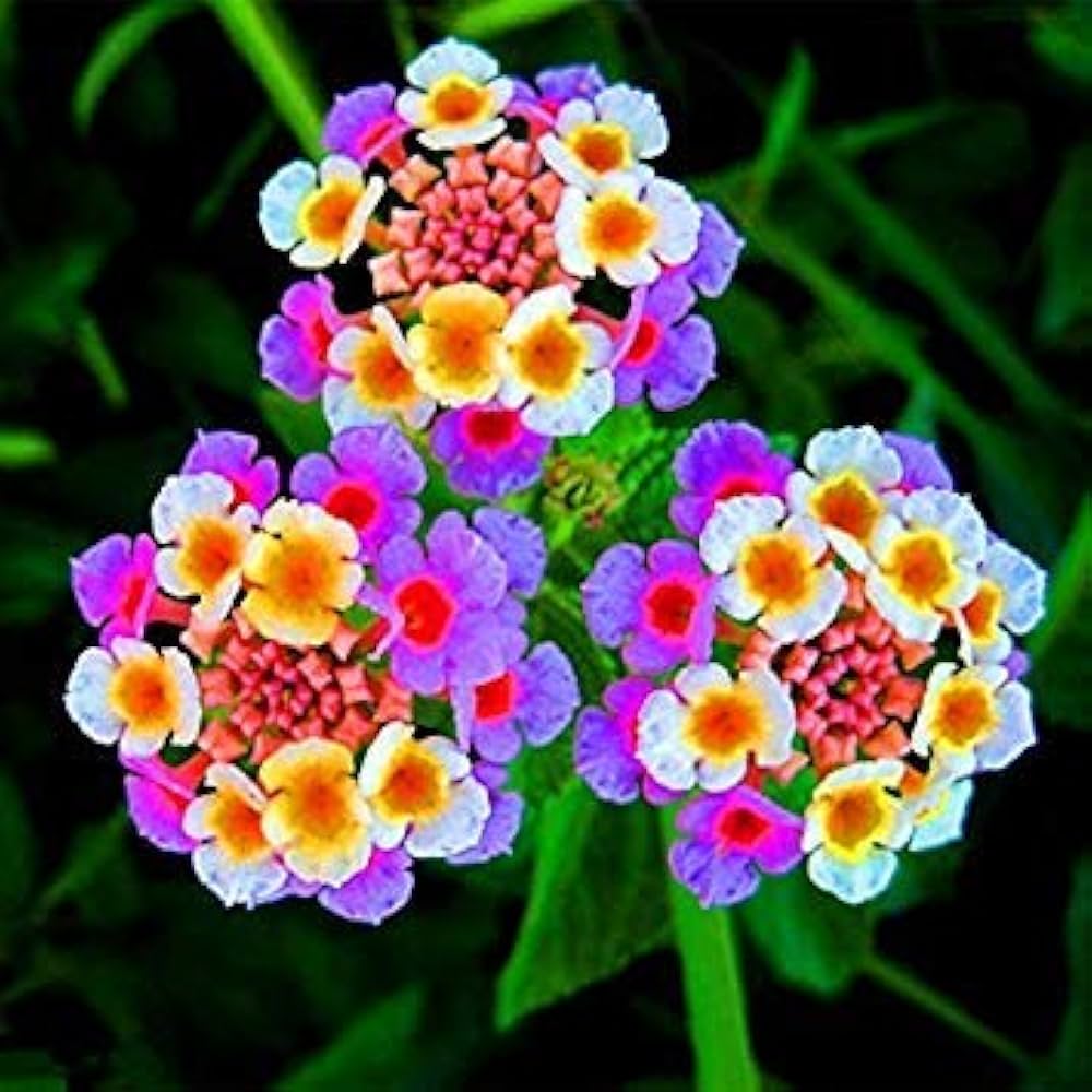Mixed Colors Flower Seeds Flower seeds for Planting - Bright Blooms, Heirloom & GMO Free Seeds for Home Garden
 
 Sale seeds for home garden