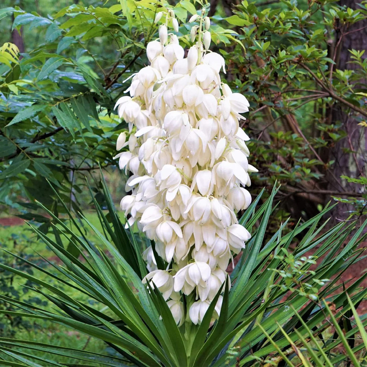 White Yucca Filamentosa Flower seeds for Planting Colorful Display Heirloom & GMO Free Seeds for Home Garden 
 
 Sale seeds for home garden planting