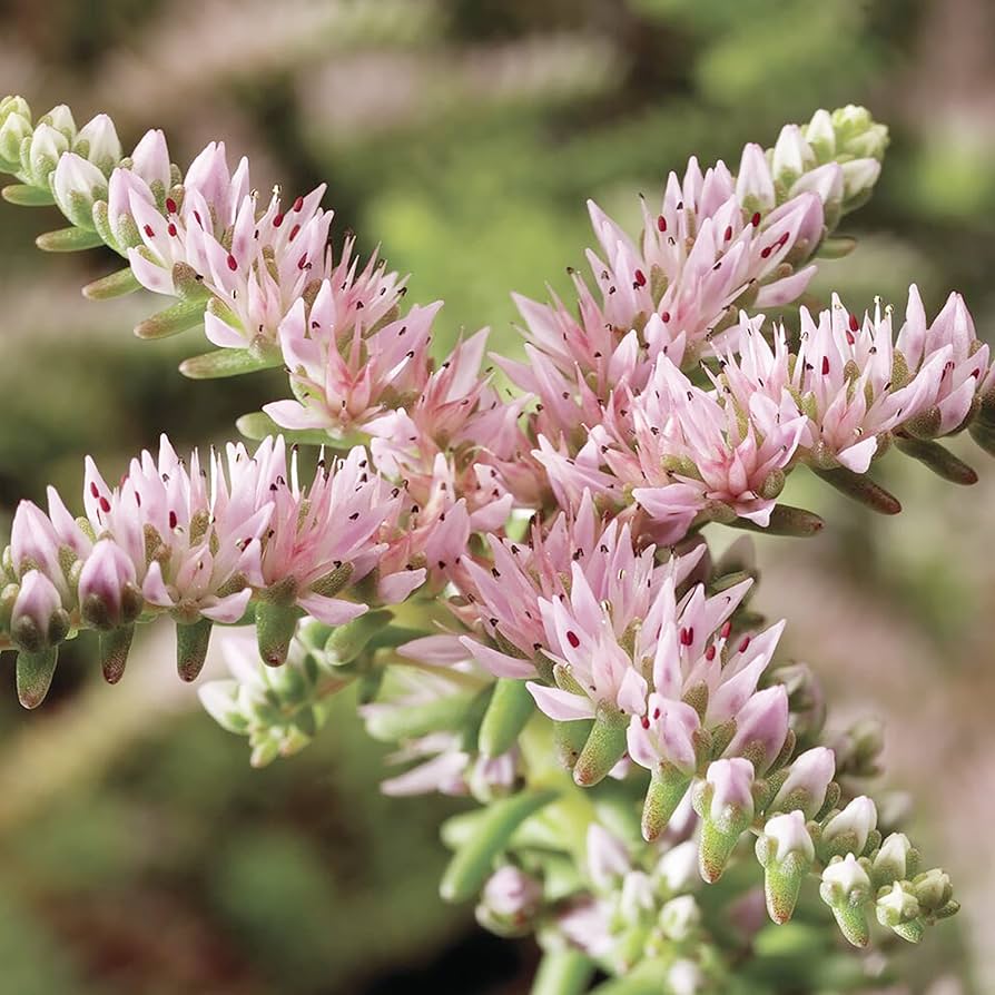 Pink White Sedum Pulchellum Flower seeds for Planting - Sun Loving, Heirloom & GMO Free Seeds for Home Garden
 
 Sale seeds for planting in home garden