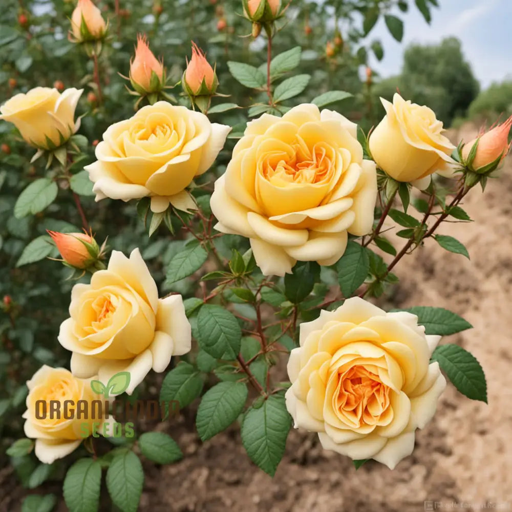 Rosa Banksiae Flower seeds for Planting - Wildflower Mix, Heirloom & GMO Free Seeds for Home Garden
 
 Sale seeds for planting in home garden