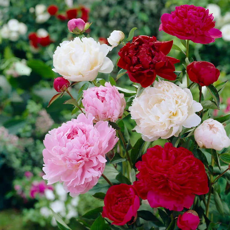 Mixed Paeonia Suffruticosa Flower seeds for Planting Cottage Garden Essential Heirloom & GMO Free Seeds for Home Garden 
 
 Sale seeds for home garden planting