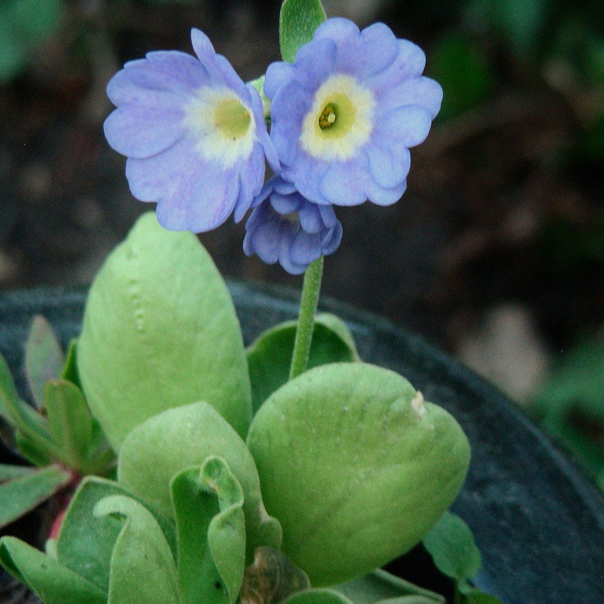 Blue Primula Auricula Flower seeds for Planting - Colorful Display, Heirloom & GMO Free Seeds for Home Garden
 
 Sale for planting in home garden