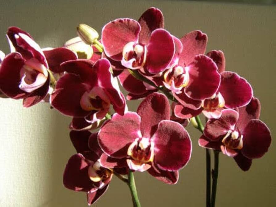 Marron Phalaenopsis Orchid Flower seeds for Planting Easy to Grow Heirloom & GMO Free Seeds for Home Garden 
 
 Sale seeds for home garden planting