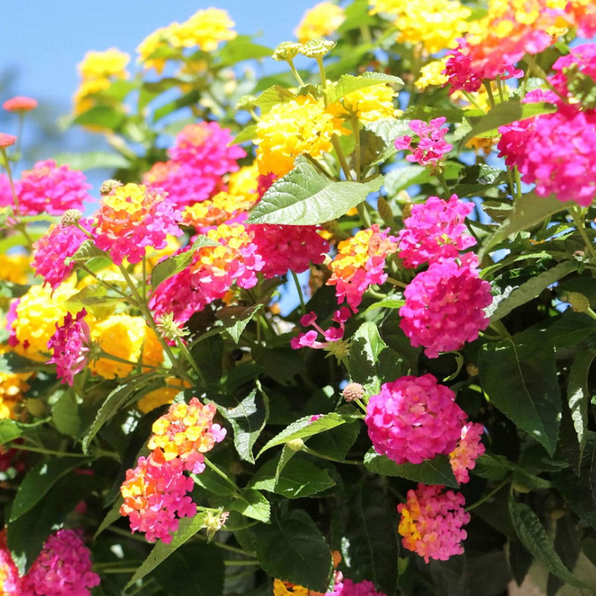 Mix Lantana Flower seeds for Planting Colorful Display Heirloom & GMO Free Seeds for Home Garden 
 
 Sale seeds for home garden planting