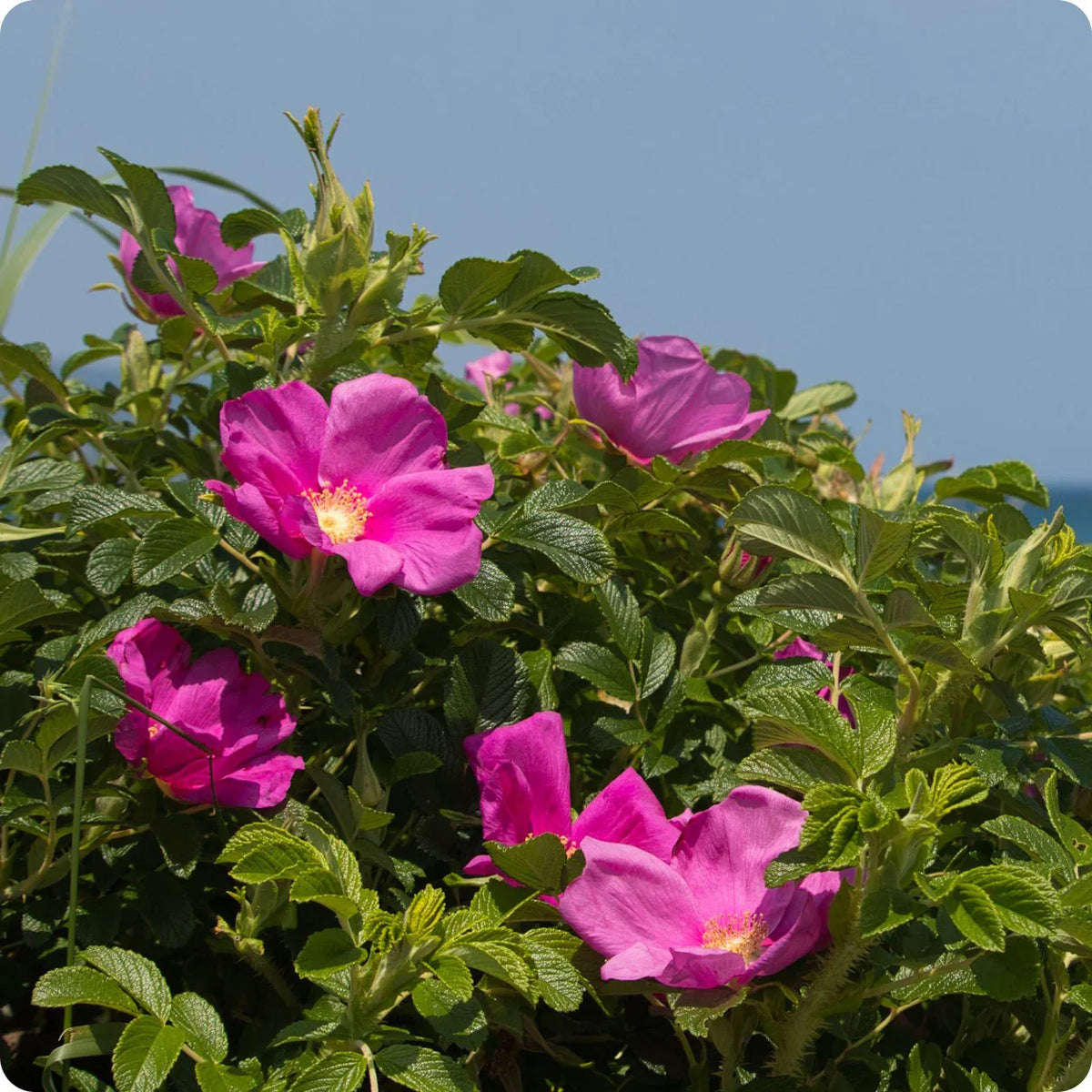 Pink Rugosa Flower seeds for Planting Bright Blooms Heirloom & GMO Free Seeds for Home Garden 
 
 Sale seeds for home garden planting