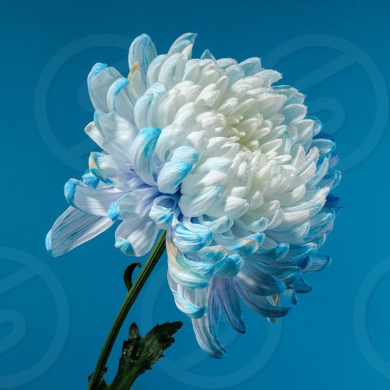 Sky Blue & White Chrysanthemum Flower seeds for Planting Cottage Garden Essential Heirloom & GMO Free Seeds for Home Garden 
 
 Sale seeds for home garden planting