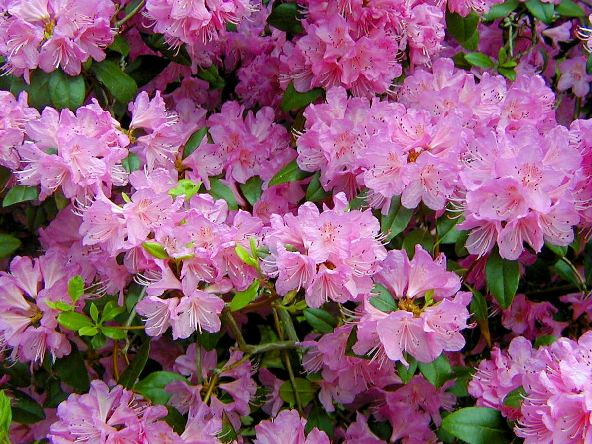 Rhododendron Flower seeds for Planting Garden Favorite Heirloom & GMO Free Seeds for Home Garden 
 
 Sale seeds for home garden planting