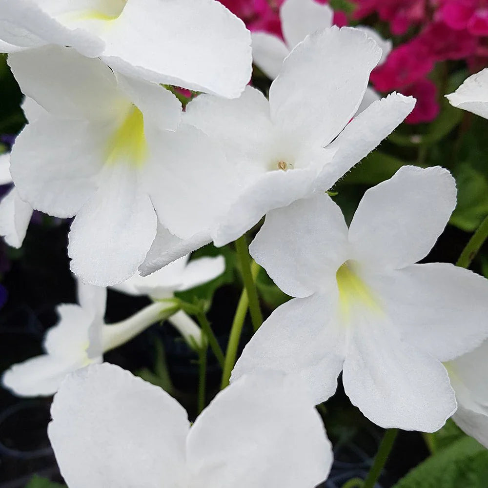 Streptocarpus Flower seeds for Planting Easy to Grow Heirloom & GMO Free Seeds for Home Garden 
 
 Sale seeds for home garden planting