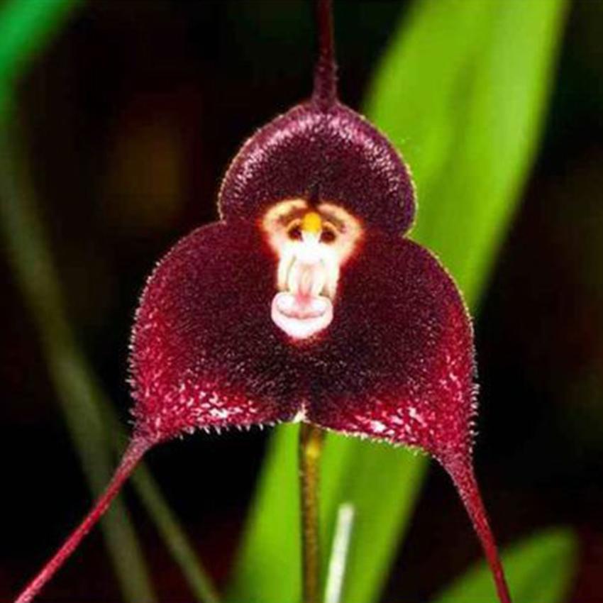 Chocolate Monkey Orchid Flower seeds for Planting Wildflower Mix Heirloom & GMO Free Seeds for Home Garden 
 
 Sale seeds for home garden planting