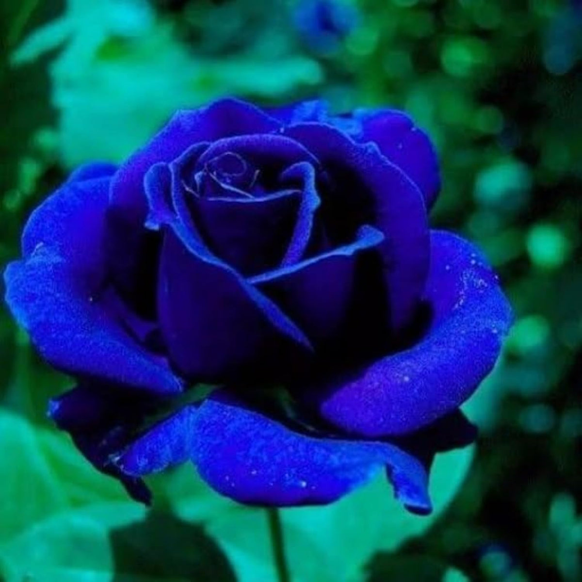 Dark Blue Rose Flower seeds for Planting Garden Favorite Heirloom & GMO Free Seeds for Home Garden
 
 Sale seeds for home garden planting