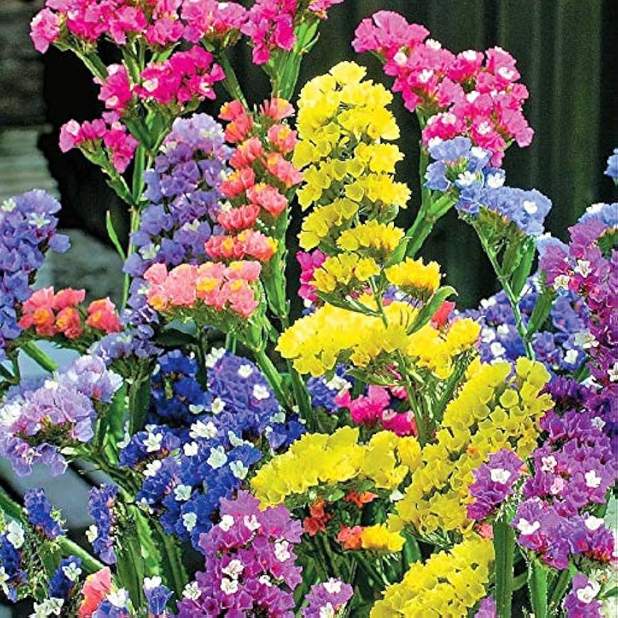 Mixed Colors Lavender Flower seeds for Planting - Seasonal Bloomer, Heirloom & GMO Free Seeds for Home Garden
 
 Sale seeds for home garden