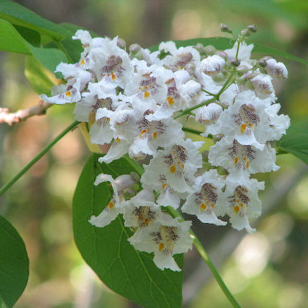 White Catalpa Flower seeds for Planting Drought Tolerant Heirloom & GMO Free Seeds for Home Garden 
 
 Sale seeds for home garden planting